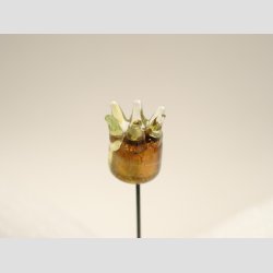 Nipsen�le til Salg - 6-8cm