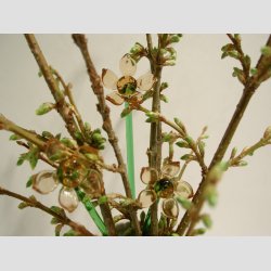 Glasblomster - Lysebrun - 16-17cm - 1 St Med 3 Stk