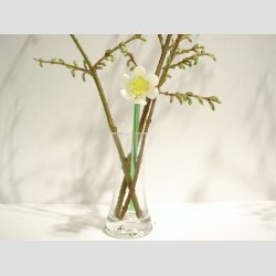 Pinselilje - Hvid Gul Glas Pinselilje p Grn Stilk - 16-17cm - 1 St Med 3 Stk