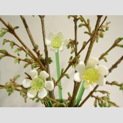 Pinselilje - Hvid Gul Glas Pinselilje p Grn Stilk - 16-17cm - 1 St Med 3 Stk