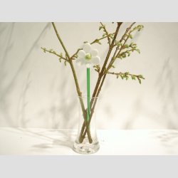 Glas Blomster - Hvid Glas Anemone p Grn Stilk - 16-17cm - 1 St Med 3 Stk