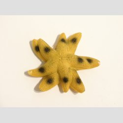 Maritim - Polystone Magneter - 7-8cm