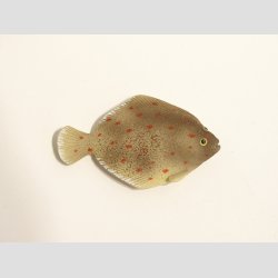 Maritim - Polystone Magneter - 7-8cm